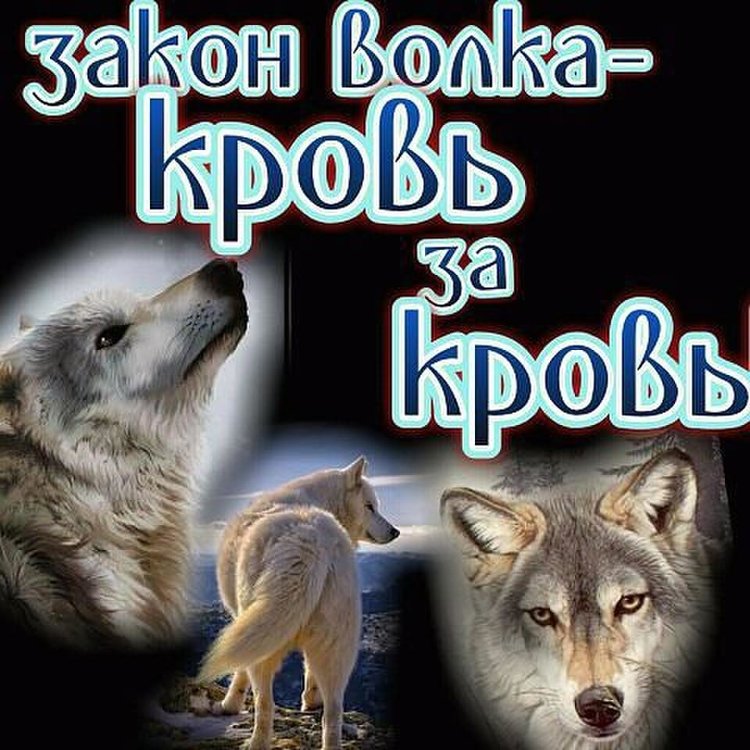 Группа волк. Волк с надписью. Закон волка кровь за кровь. Картинки Волков с надписями. Закон одинокого волка.